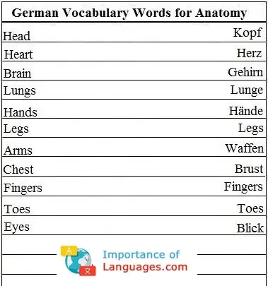 German words for Anatomy