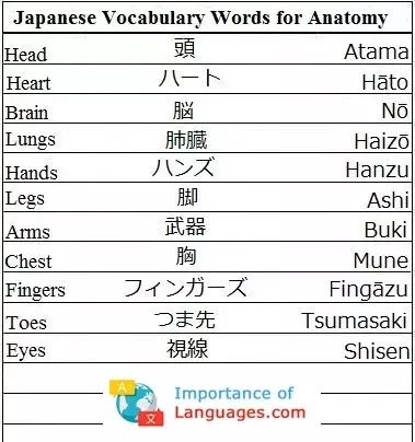 Japanese Words For Anatomy