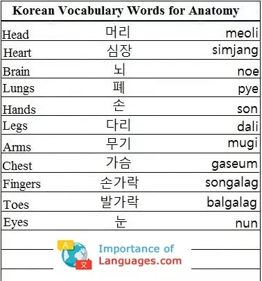 Korean Words for Anatomy