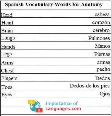 Spanish Words for Anatomy