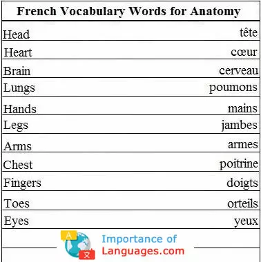 French Words for Anatomy