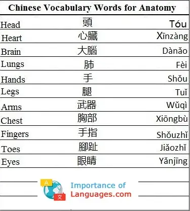 Chinese-vocabulary-words-Anatomy Chinese Words for Anatomy