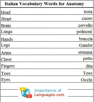 Italian-Vocabulary-Words-Anatomy Italian Words for Anatomy