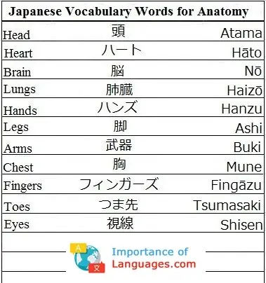Japanese-Vocabulary-Words-Anatomy Japanese Words For Anatomy