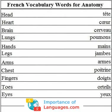french-words-anatomy French Words for Anatomy