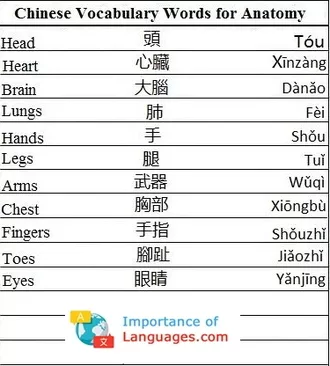 Chinese Words for Anatomy