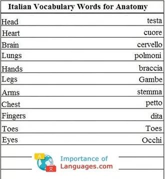 Italian Words for Anatomy