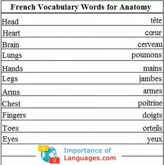 French Words for Anatomy